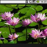 Download AnMMS Cell Phone Software